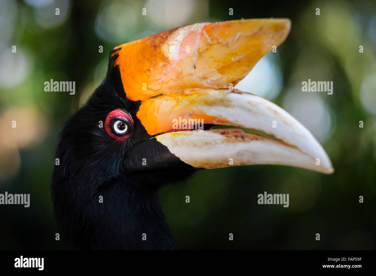 Una donna adulta di hornbill di Rhinoceros (Buceros rhinoceros) è fotografata allo Zoo di Bali a Singapore, Sukawati, Gianyar, Bali, Indonesia. Foto Stock