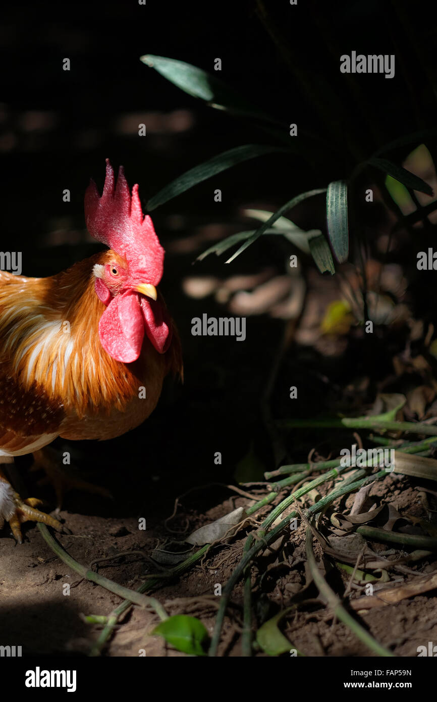 Un individuo maschile di uccelli selvatici rossi (Gallus gallus) è fotografato allo zoo di Bali a Singapadu, Sukawati, Gianyar, Bali, Indonesia. Foto Stock