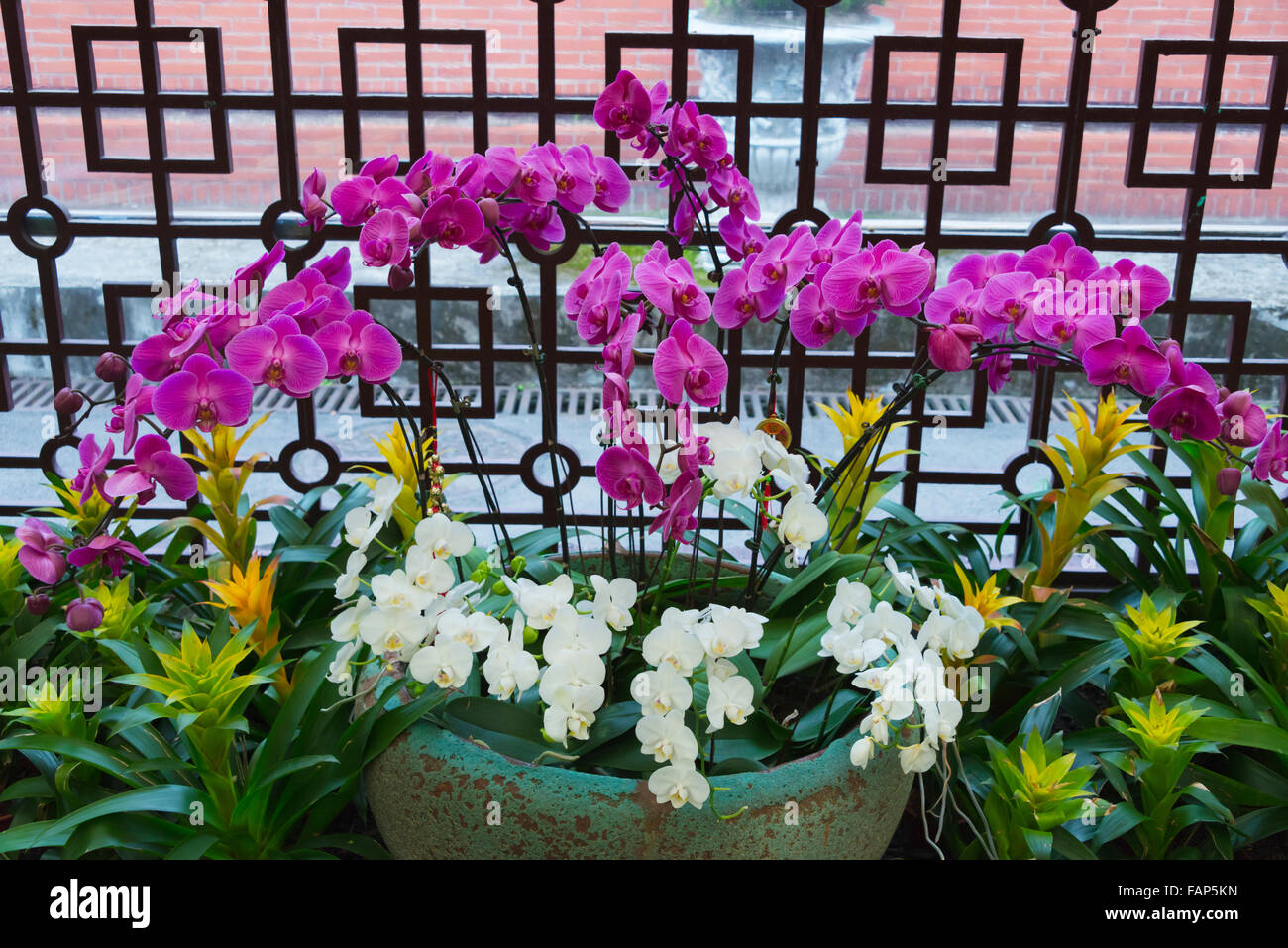 Orchid a Shilin residenza ufficiale, l'ex casa del defunto Presidente Chiang Kai-shek, Taipei, Taiwan Foto Stock