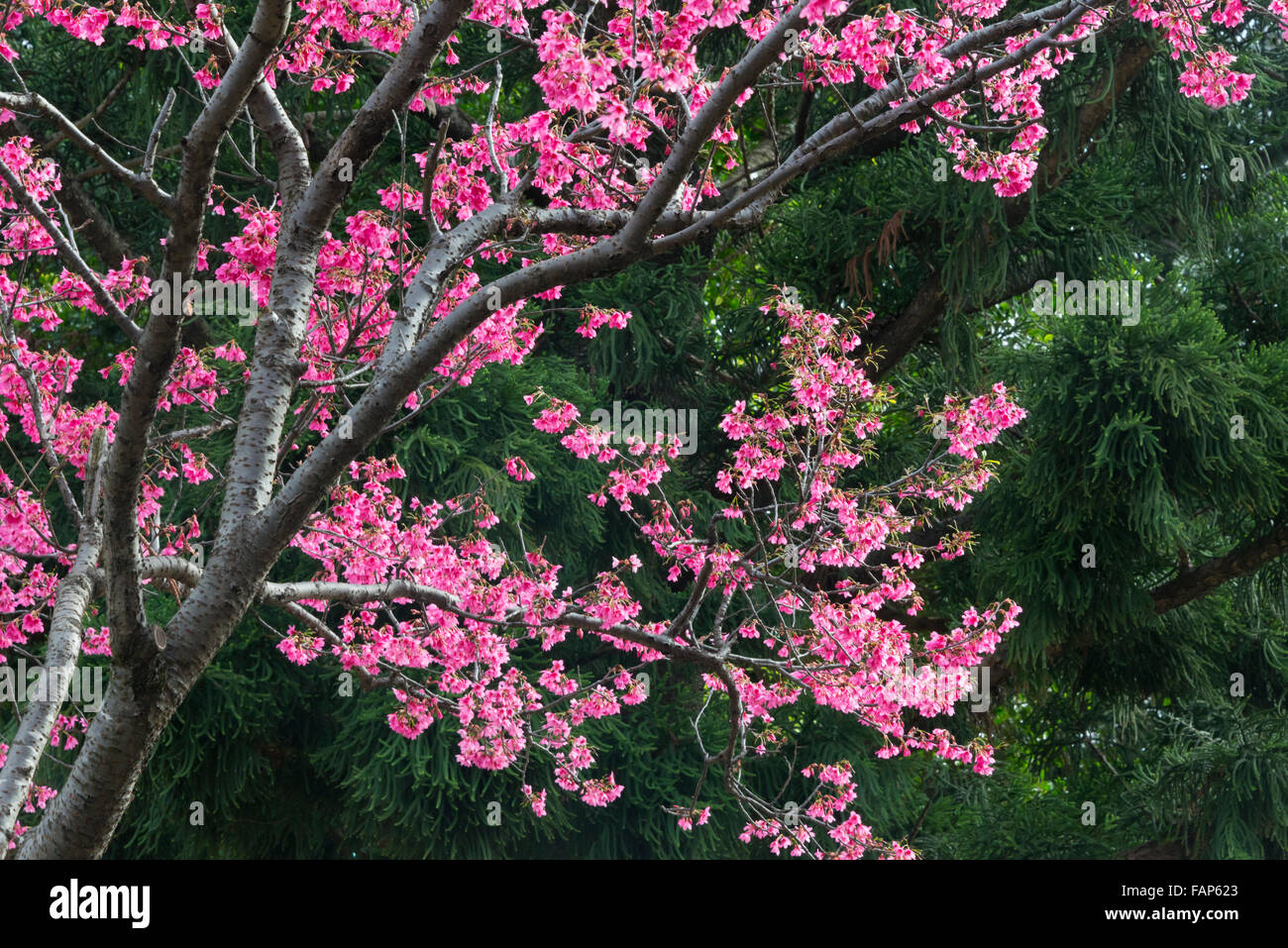 Di pesco in fiore, Taipei, Taiwan Foto Stock