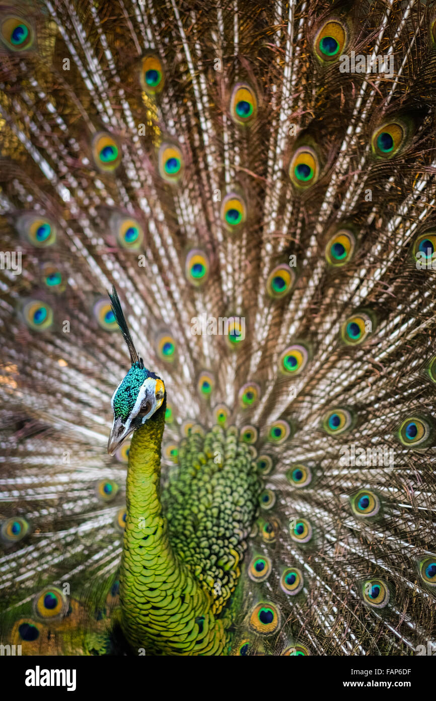 Pafowl verde (Pavo muticus) che mostra le sue piume di coda allo Zoo di Bali a Gianyar, Bali, Indonesia. Foto Stock