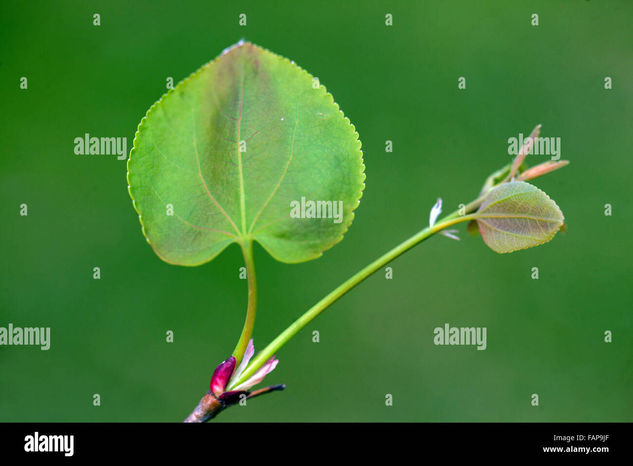 L'albero di Katsura lascia germoglio di primavera di Cercidiphyllum japonicum Foto Stock