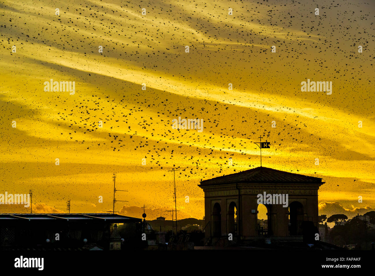 La migrazione di starling gregge al tramonto vicino Foro Romano, Roma Foto Stock