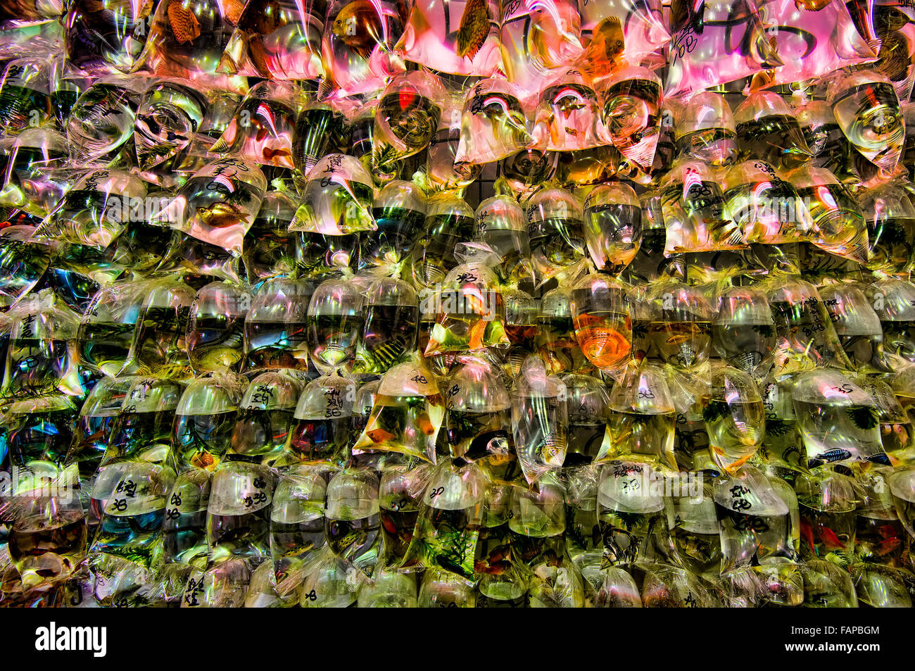 Tung Choi Street, meglio noto come il Goldfish Market, Mongkok, Hong Kong, Cina. Foto Stock