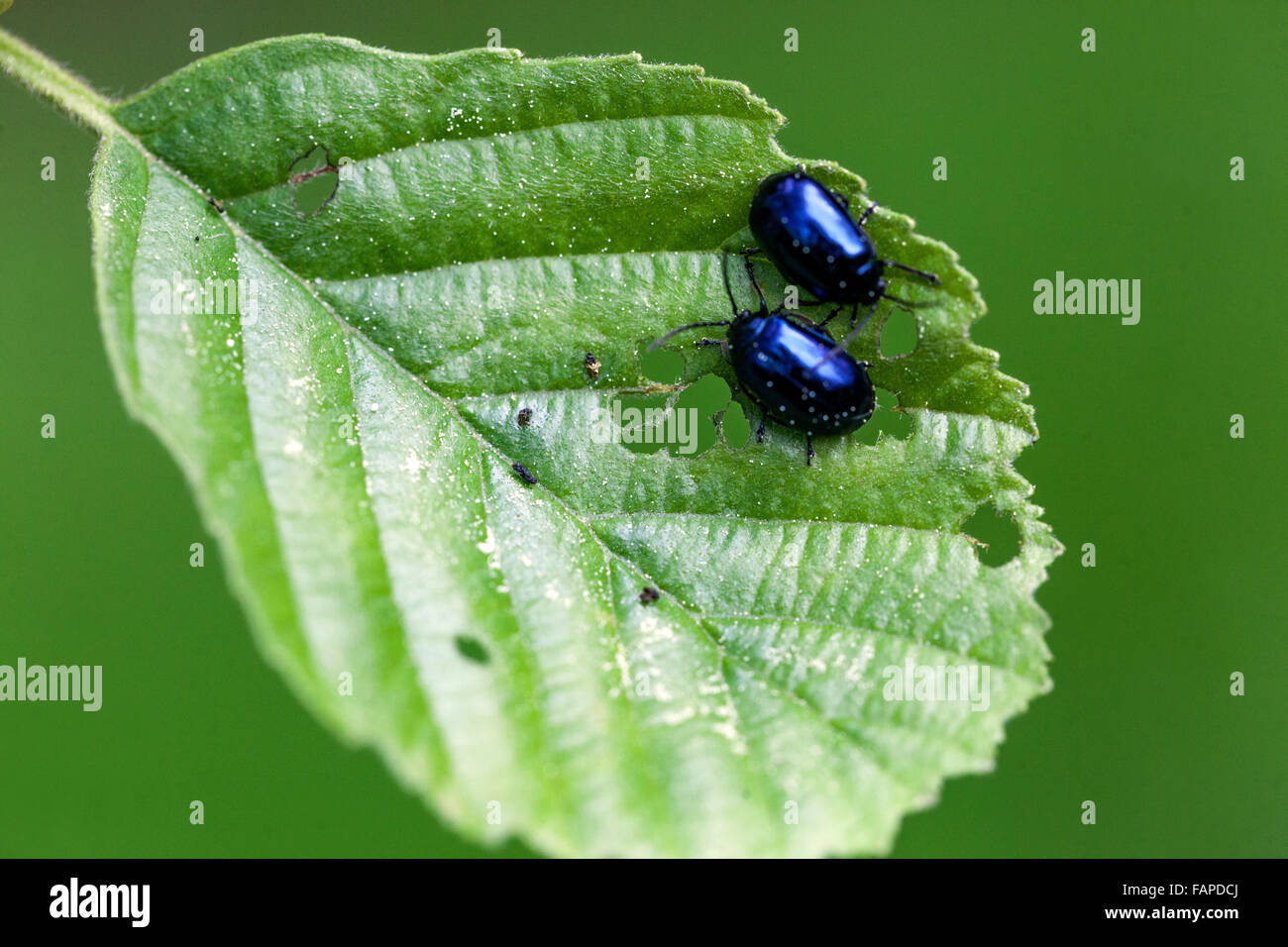 Alder Leaf Beetle Agelastica alni sull'ontano europeo Alnus glutinosa Alder Leaf Beetle Foto Stock