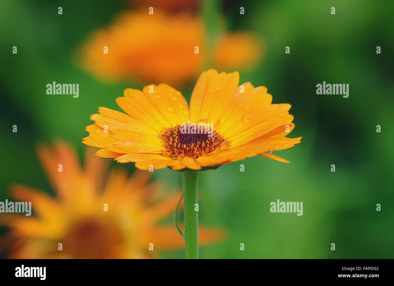 Orange calendula close-up. Foto Stock