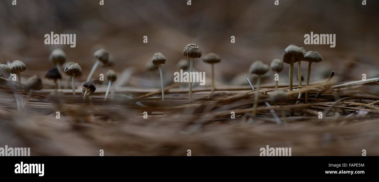 Gruppo di funghi Foto Stock