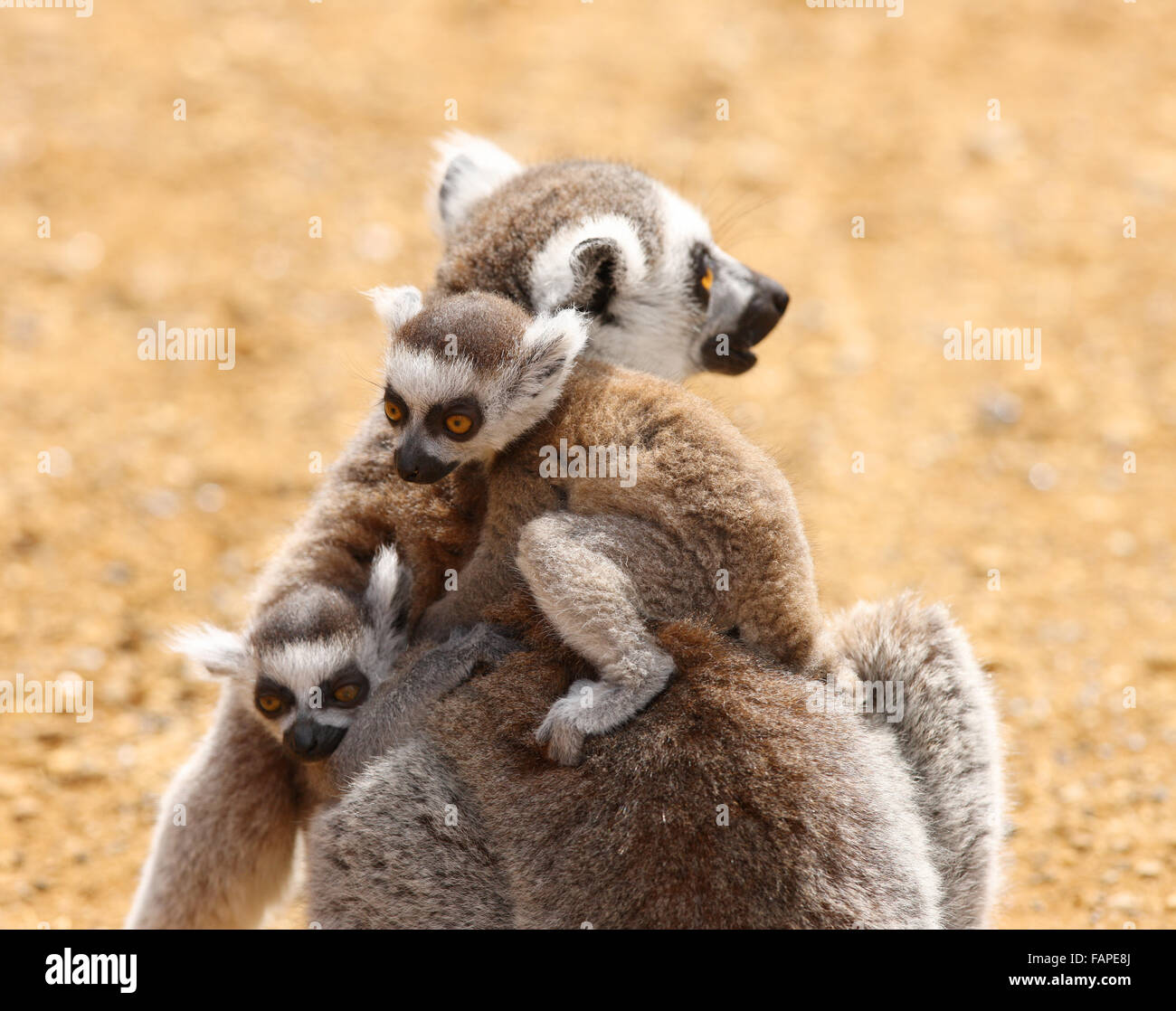 Un anello di madre Tailed Lemur e neonati Foto Stock