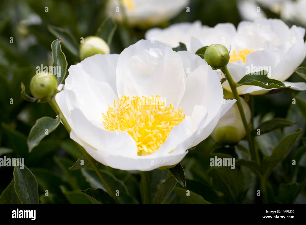 Paeonia. White peonia fiore. Foto Stock