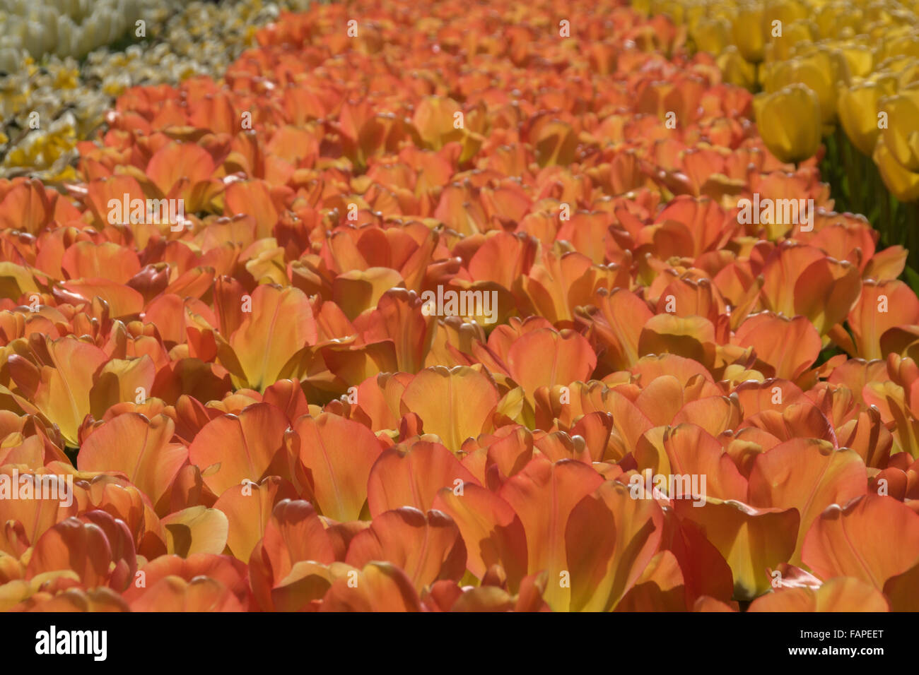 Primo piano di colore giallo-arancio tulipani confine. Foto Stock