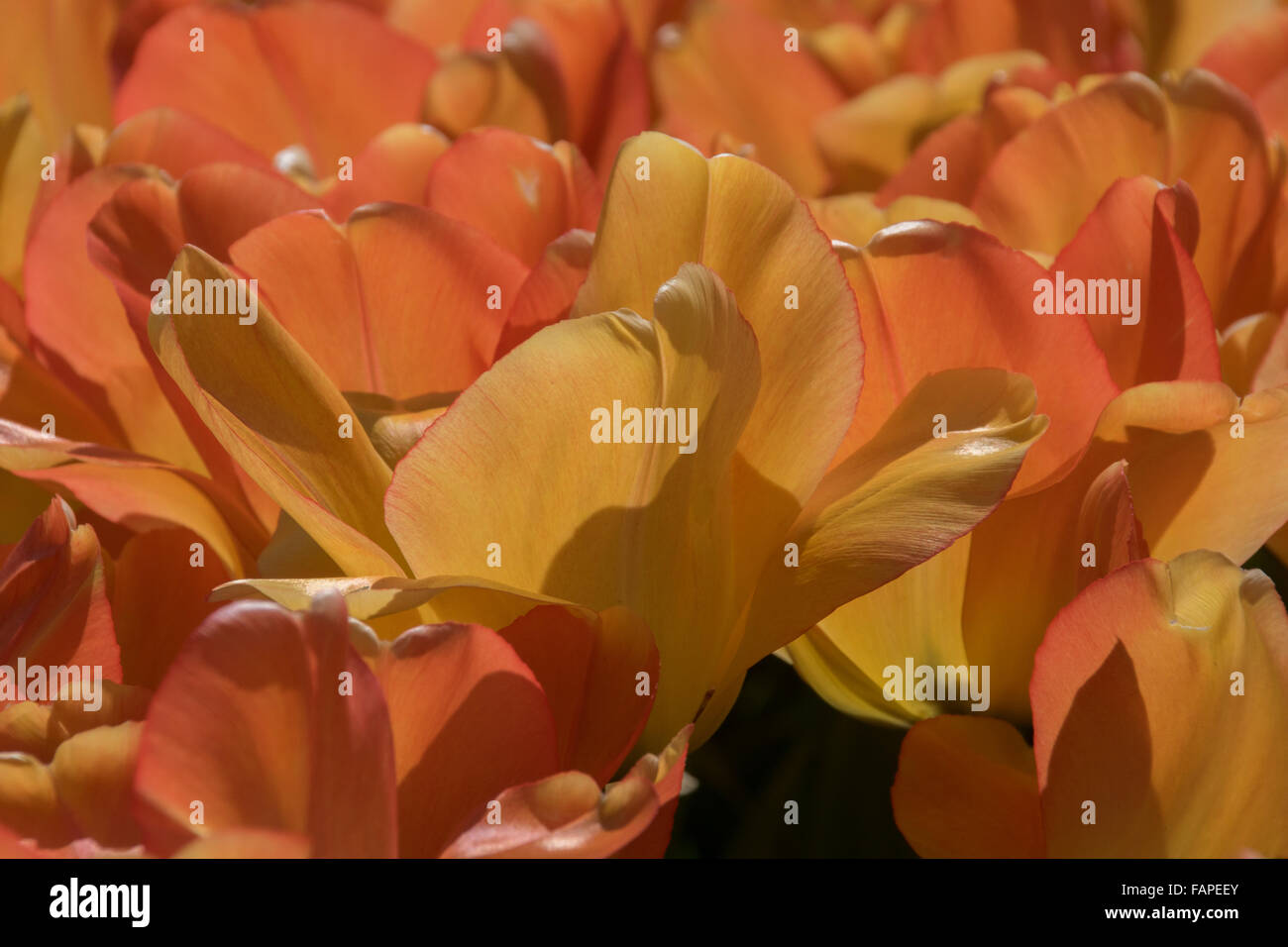 Primo piano di colore giallo-arancio tulipani. Foto Stock