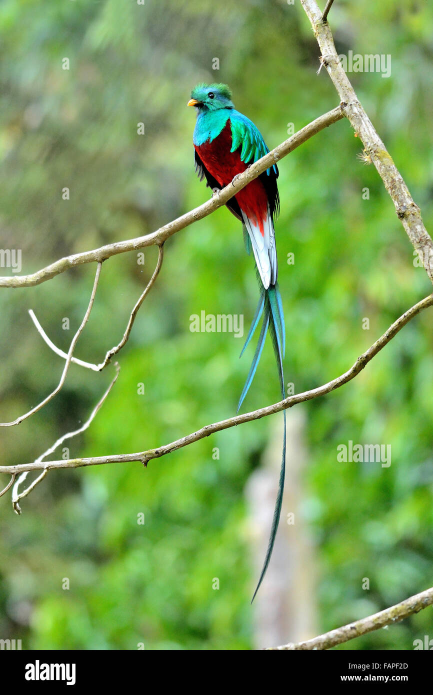 Risplendente Quetzal in Costa Rica il cloud forest Savegre Foto Stock