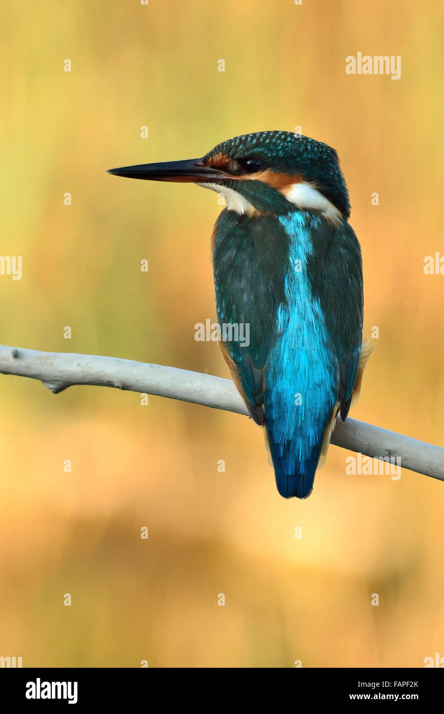 Eurasian Kingfisher sul ramo Foto Stock