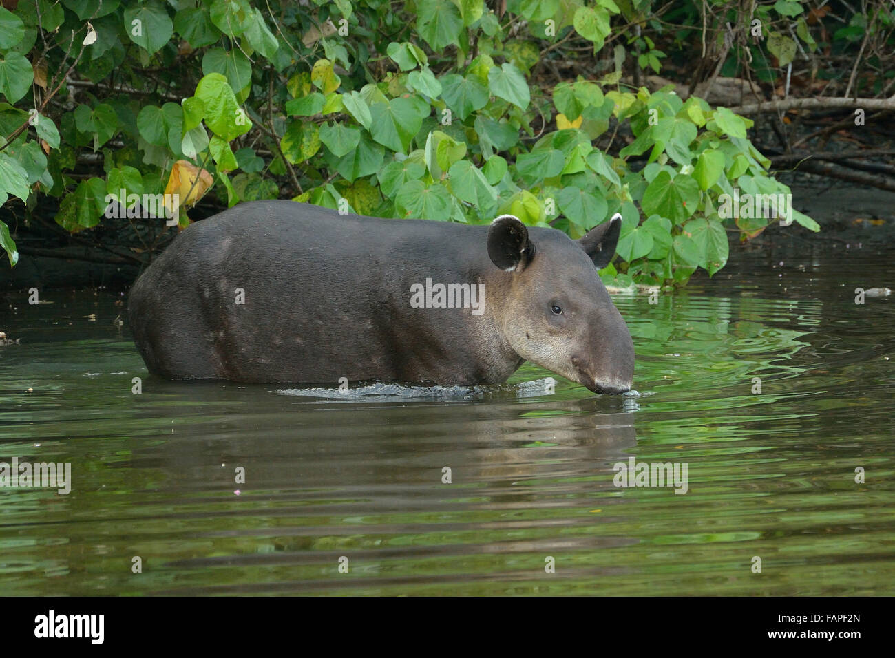 Baird il tapiro in Sirena fiume Corcovado National Park Foto Stock