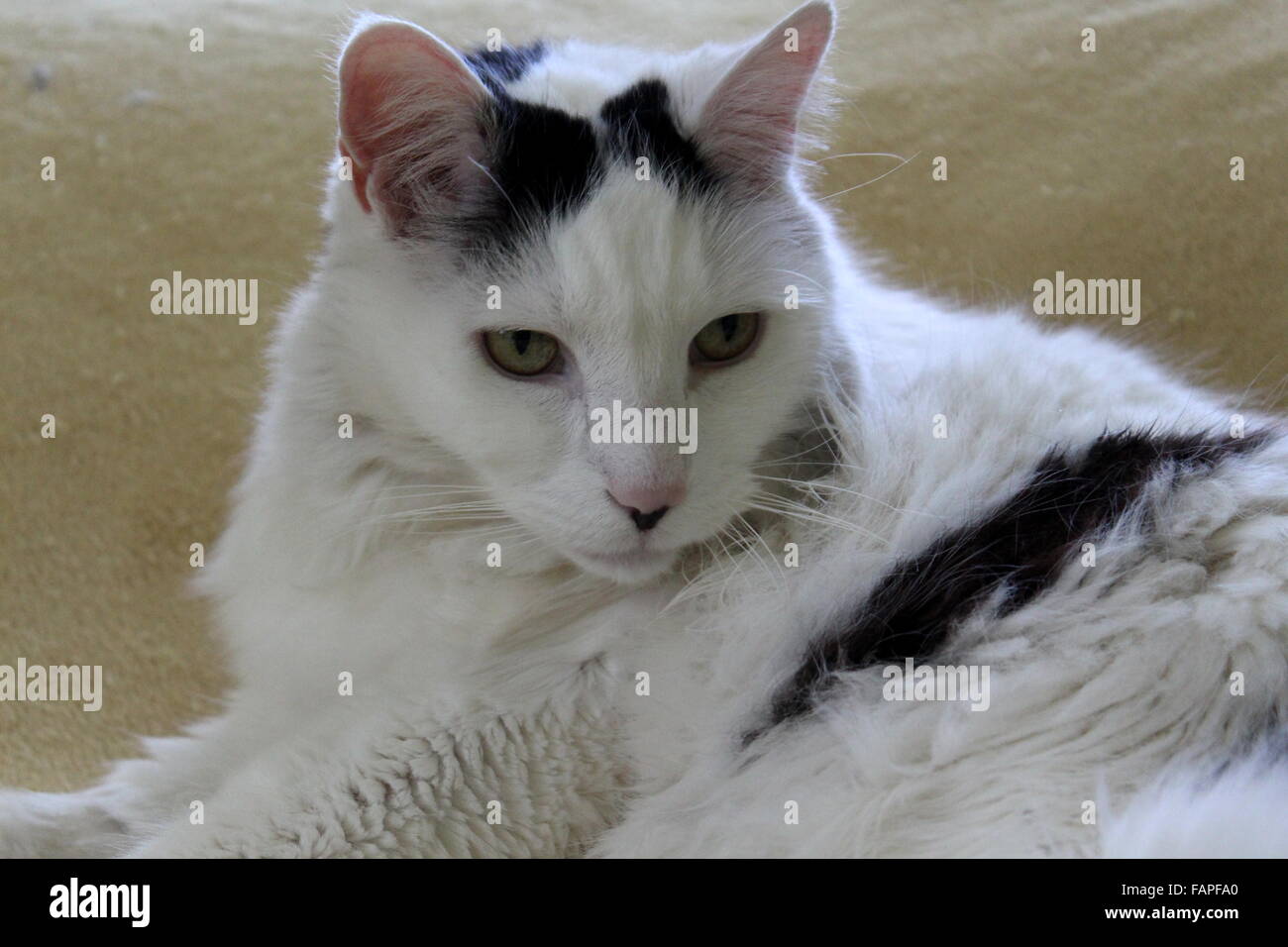 Bella immagine di gatto di salvataggio bianco e nero con capelli lunghi, occhi verdi luminosi coperti in grandi macchie che si adagia su morbida coperta sul divano. Foto Stock