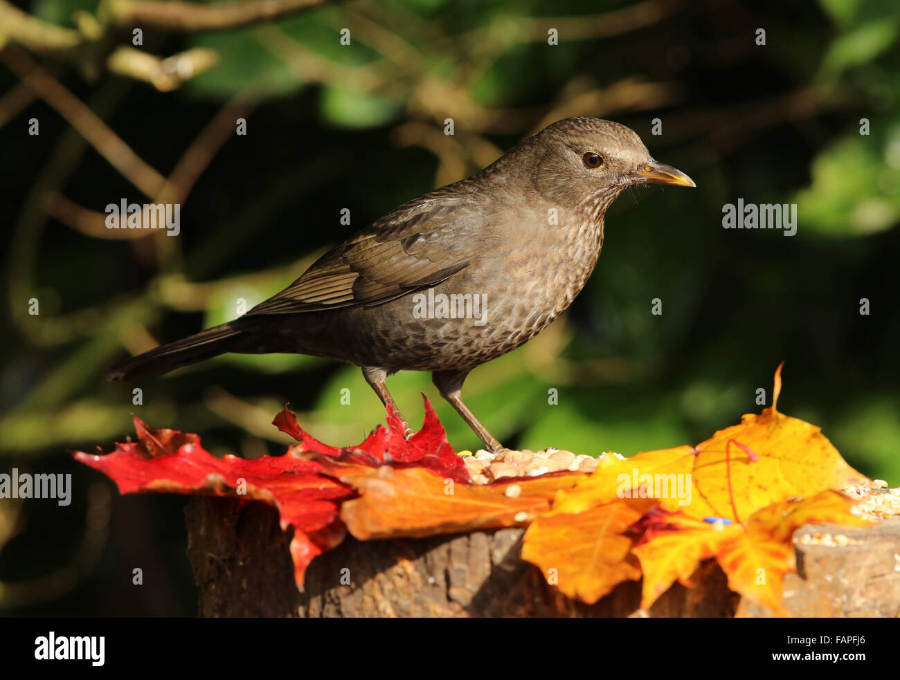 Ritratto di una femmina di merlo su un ceppo di albero in autunno Foto Stock