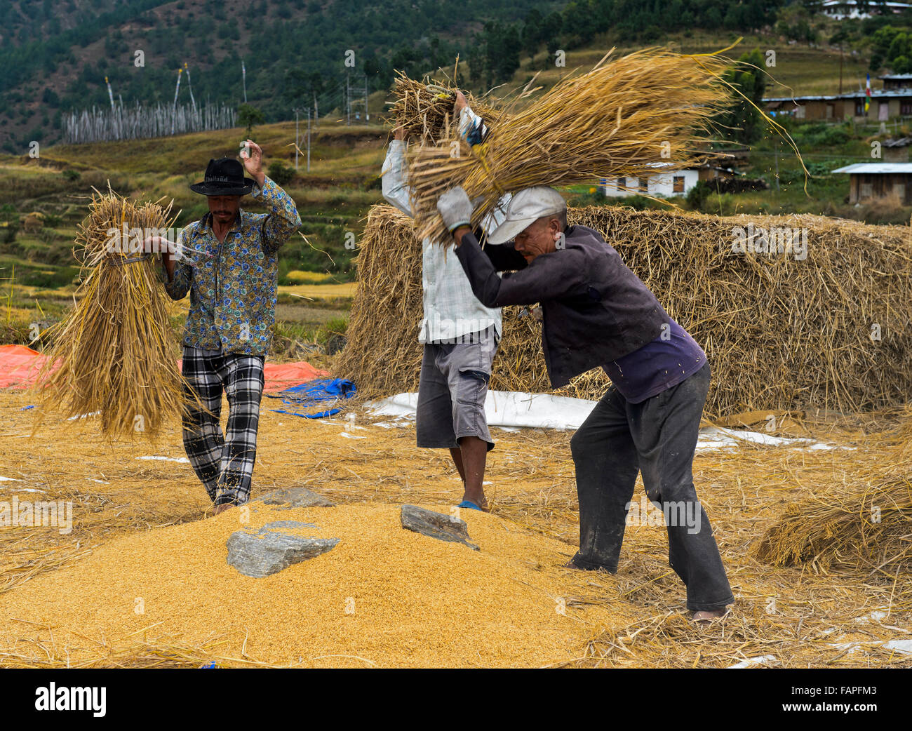 Riso tradizionale raccolto, gli uomini la trebbiatura risone battendo il mais urti contro le rocce sul terreno, Sopsokha, Bhutan Foto Stock