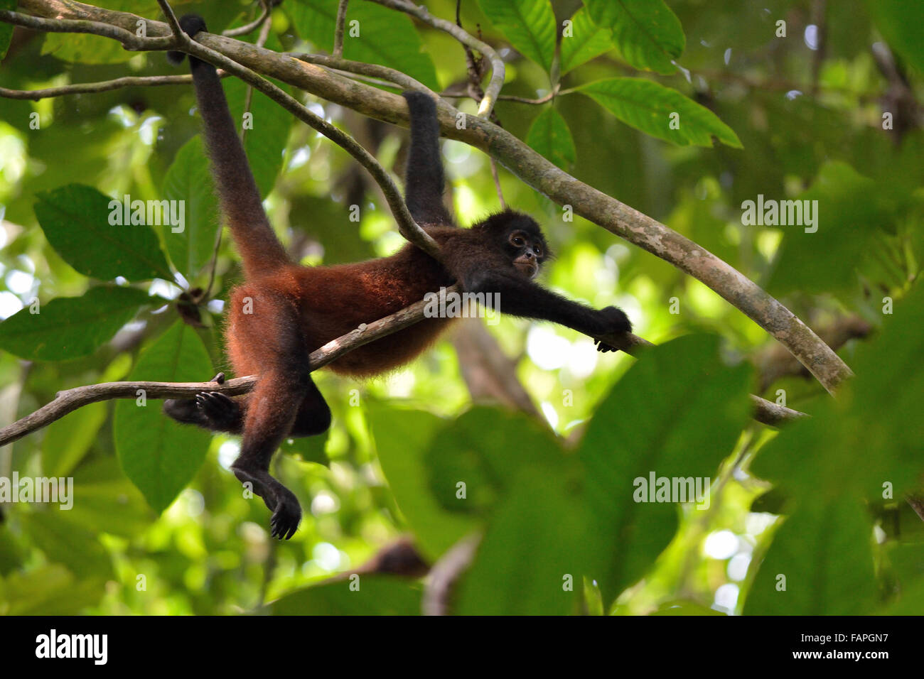 Spider monkey sull'albero nel Parco Nazionale di Corcovado Foto Stock