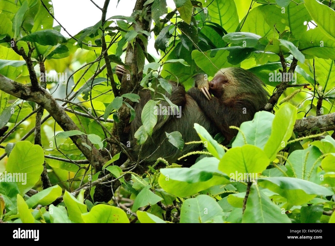 Due dita bradipo dormire alto sull'albero in Costa Rica la foresta di pioggia Foto Stock