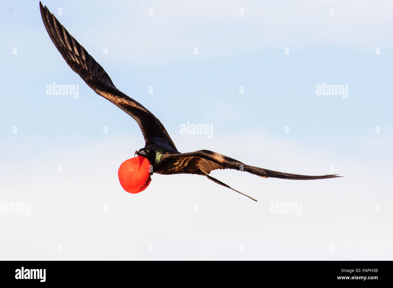 Un maschio di Frigate Bird in pieno piumaggio di allevamento battenti Foto Stock