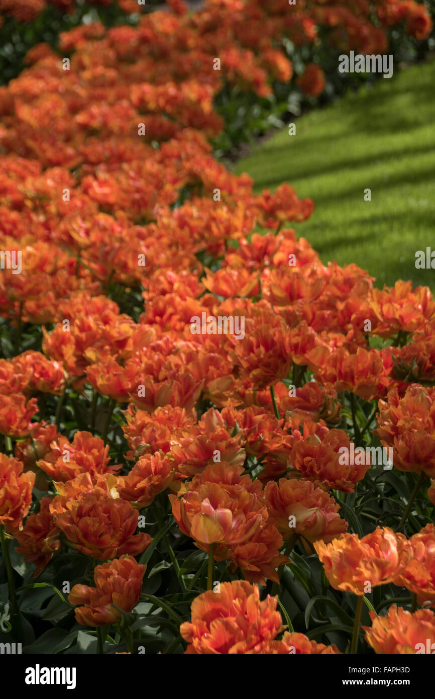 Fiore bellissimo letto composta con i tulipani soltanto. Foto Stock