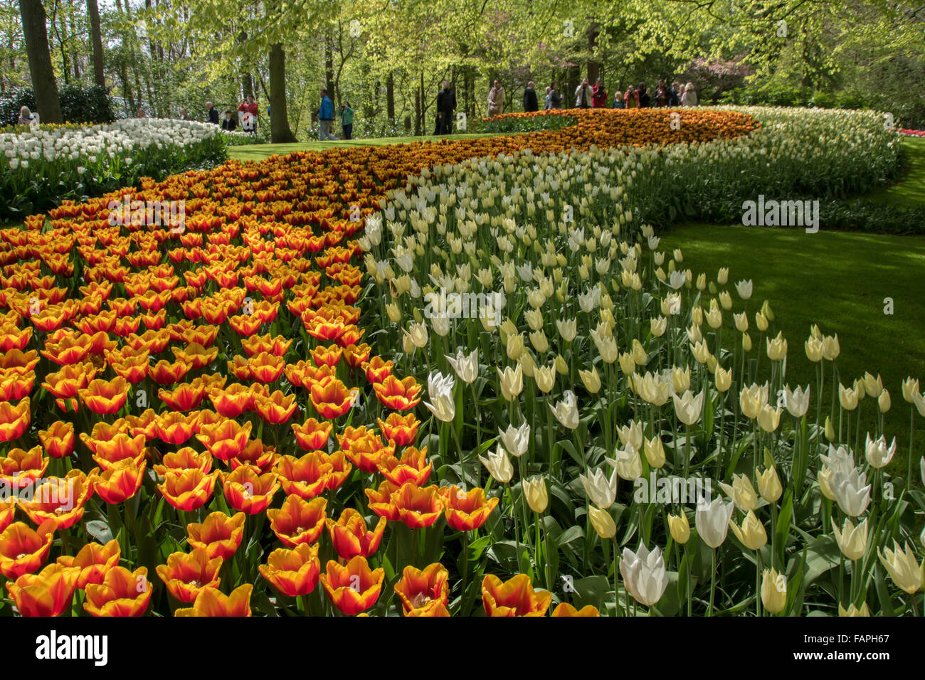 Keukenhof Spring Garden, Olanda Foto Stock