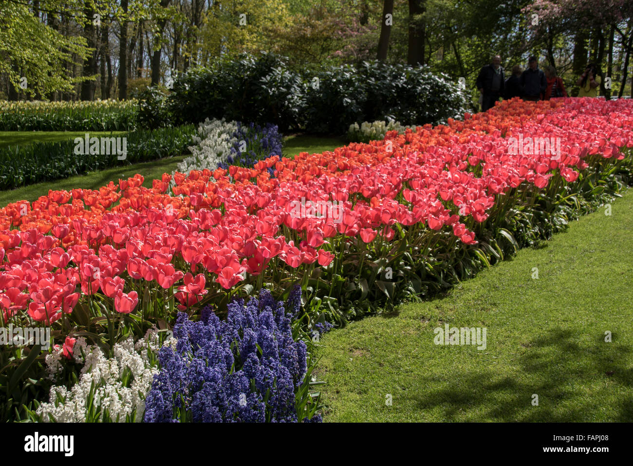 Bellissime aiuole composte con tulipani e giacinti soltanto. Foto Stock