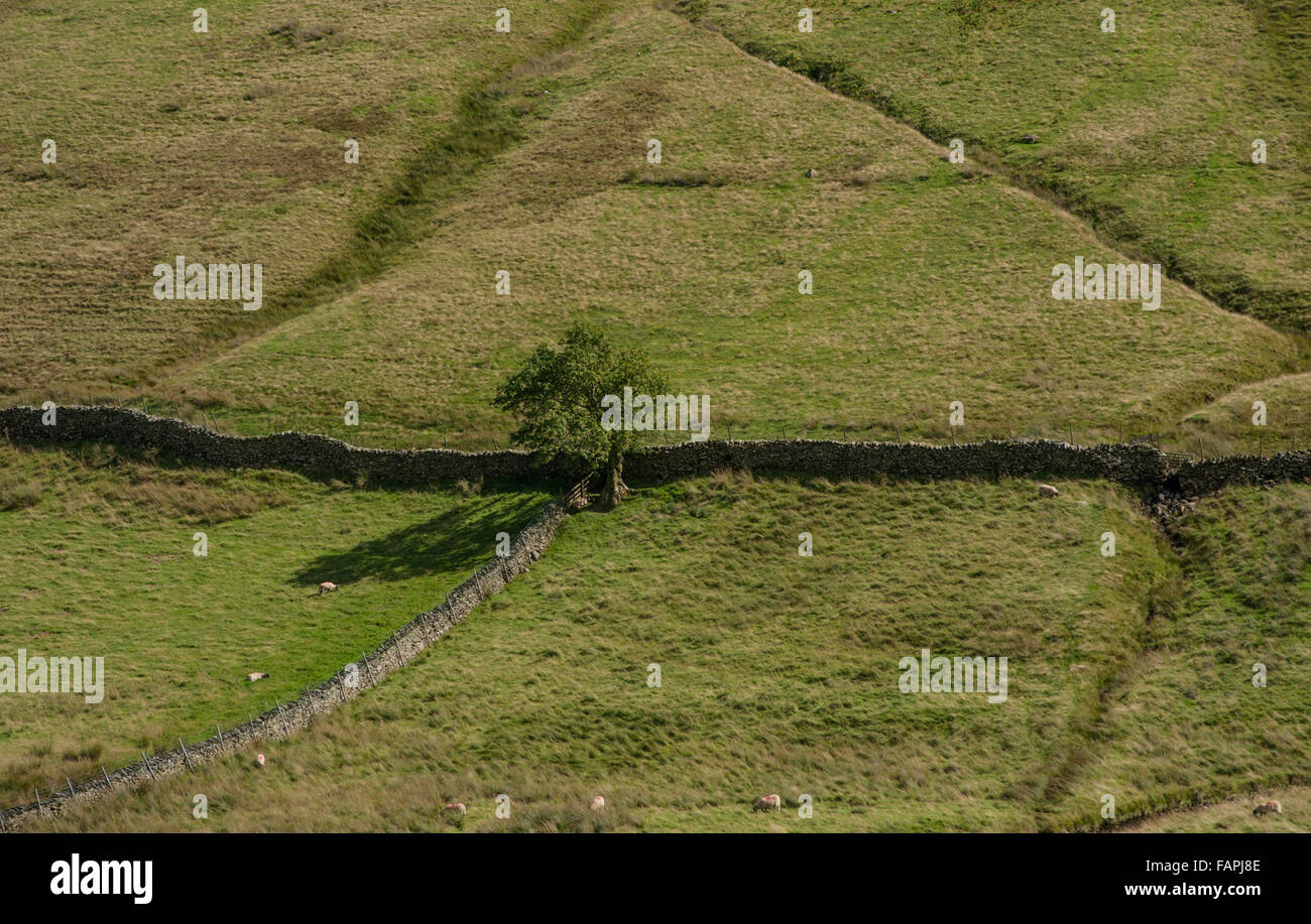 Lone Tree e pareti Boardale Cumbria Foto Stock
