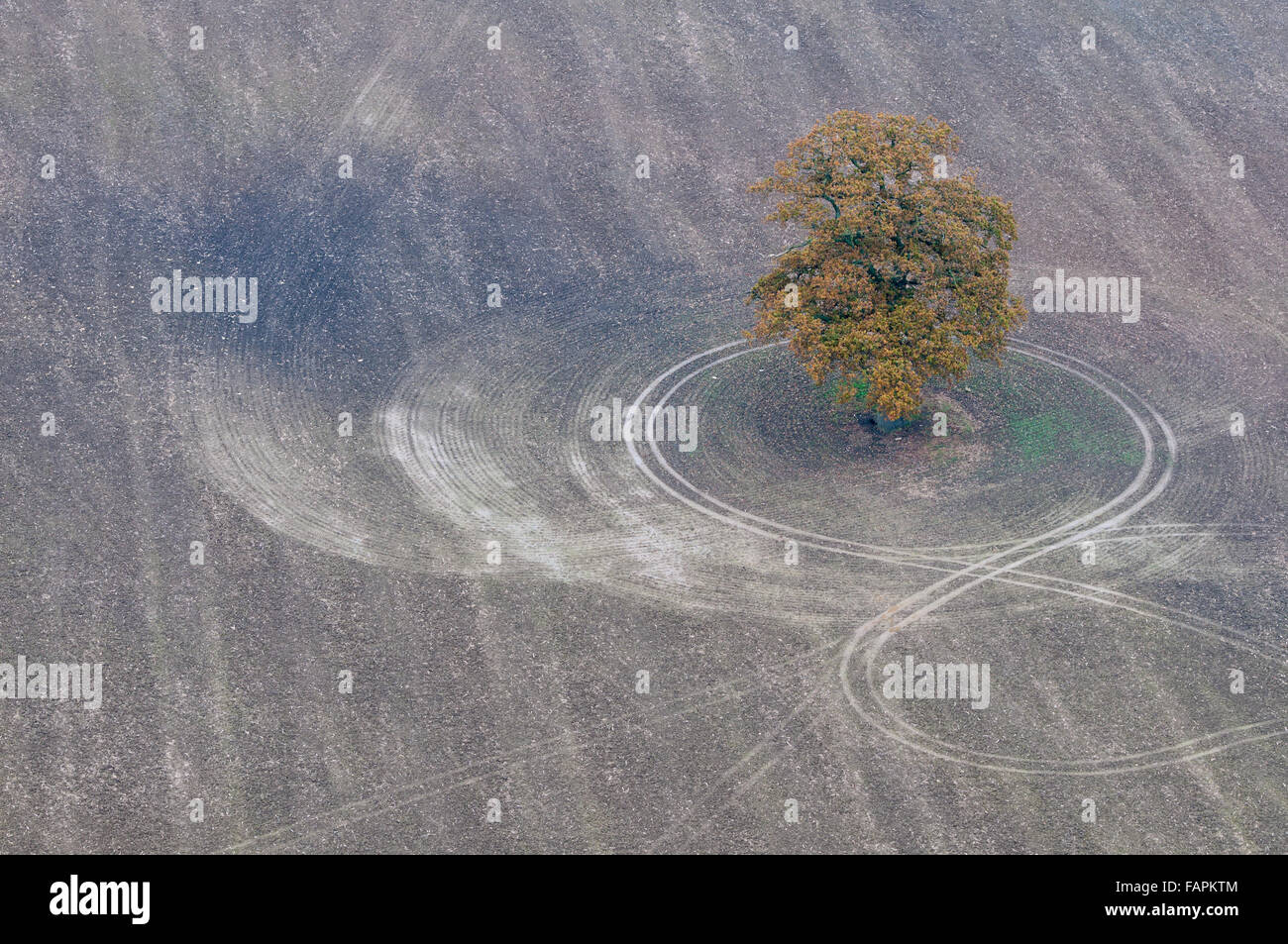 Vista aerea di un albero e un campo arato con i cingoli del trattore attorno ad esso Foto Stock