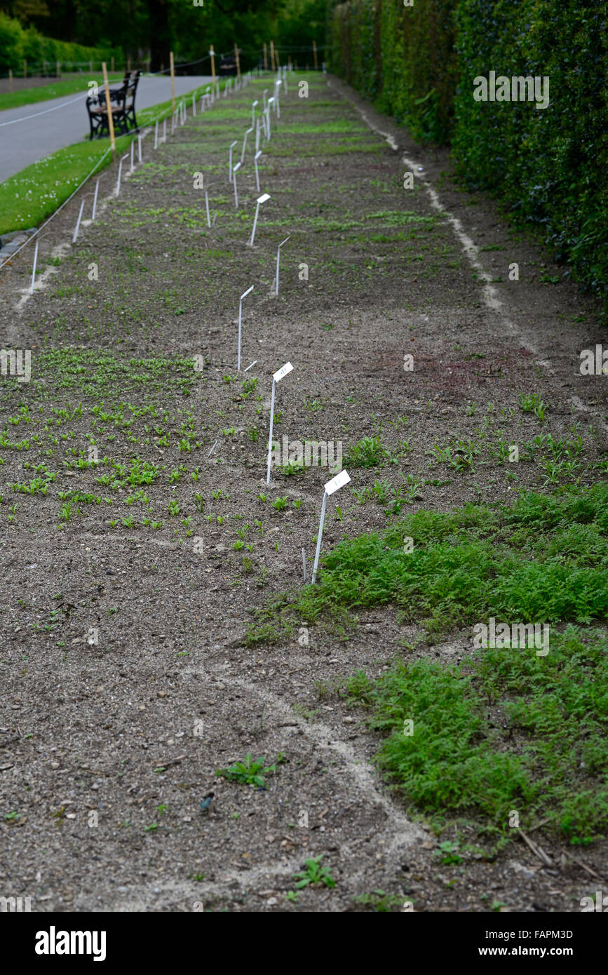 Annuale di layout letto lay out marchio sabbia segna la marcatura biancheria letti semi semi di seminare la semina di visualizzare preparare molla floreale RM Foto Stock