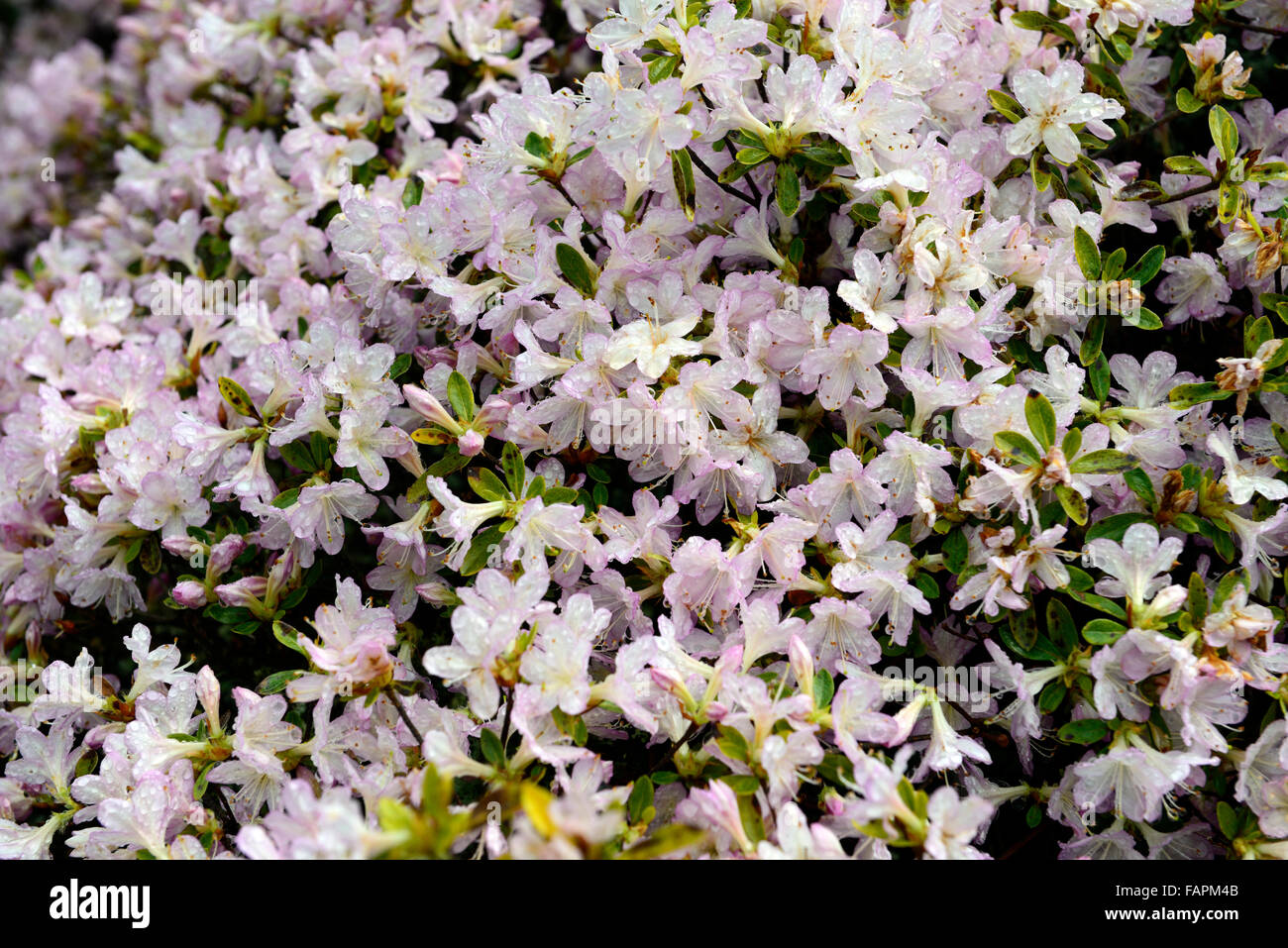 Azalea kurume aya kammuri lilla bianco fiore fiori fioritura molla display arbusti in fiore parco kennedy wexford floreale RM Foto Stock