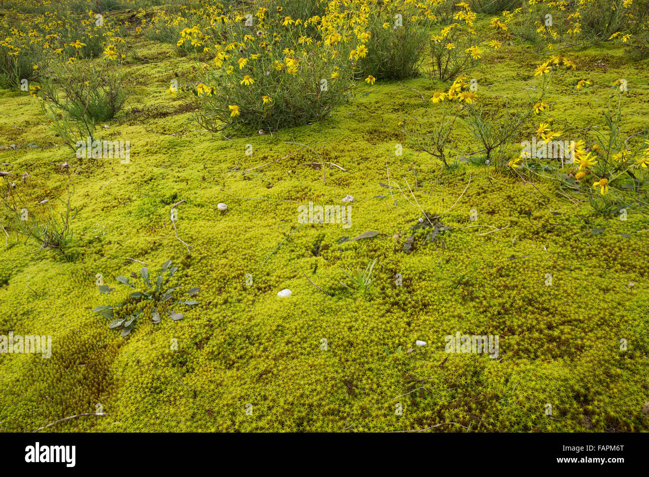 Star moss e la fioritura a stretta lasciava in erba tossica nelle dune presso la costa belga Foto Stock