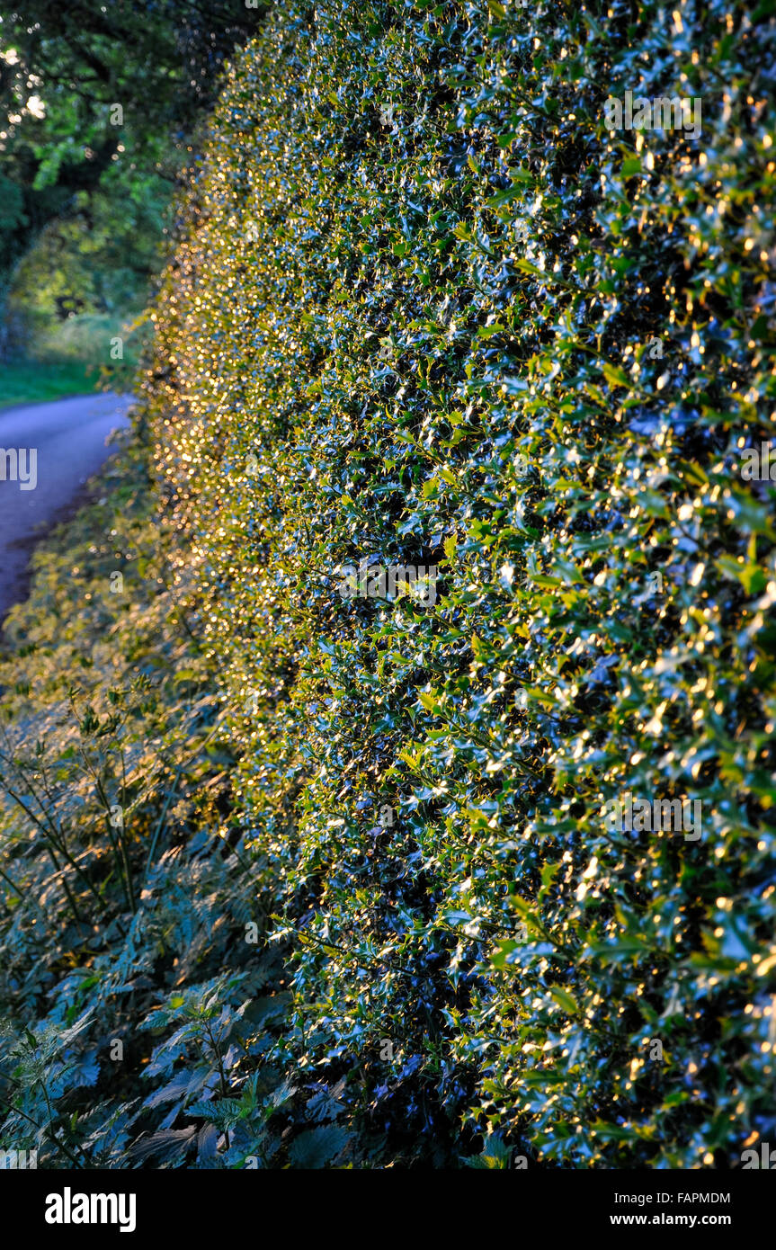 Verde profondo Holly hedge in un paese di lingua inglese corsia su una sera d'estate. Foto Stock