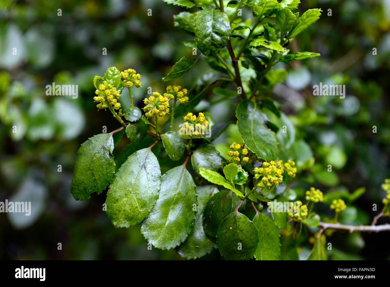 Azara serrata a forma di dente di sega azara giallo boccioli di fiori fioritura molla arbusto sempreverde pianta floreale RM Foto Stock