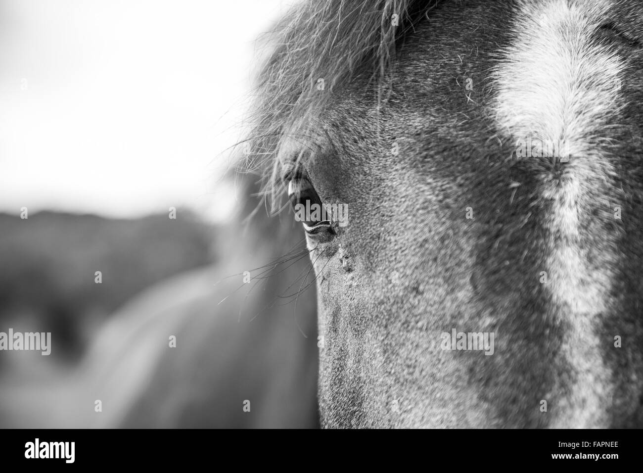 Close up di cavalli faccia in bianco e nero Foto Stock