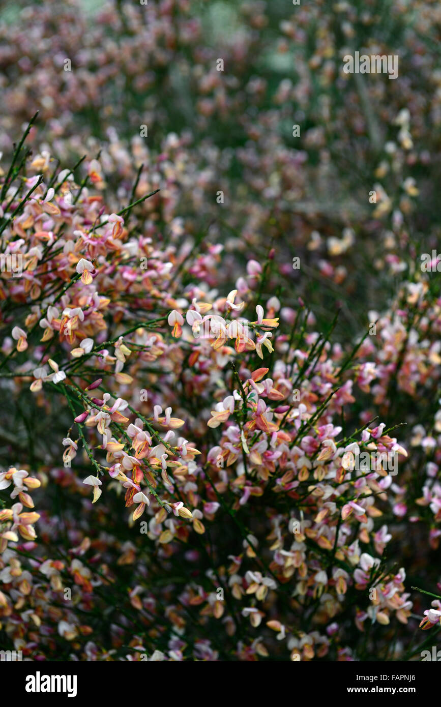 Cytisus zeelandia arbusto a fioritura di ginestra fiori rosa arbusti in fiore primavera fiorisce RM Floral Foto Stock