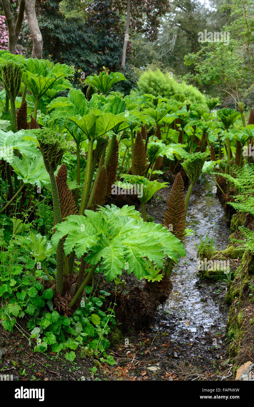 Gunnera Tinctoria gigante molla di rabarbaro la crescita di nuove foglie colore colore verde acqua amare il terreno umido specie invasive floreale RM Foto Stock