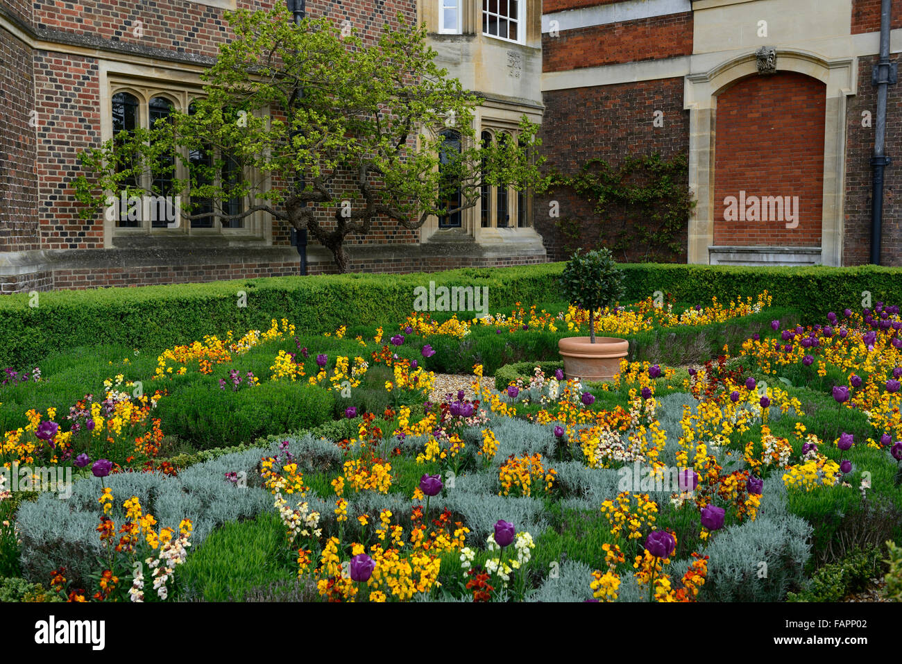 Hampton Court Palace Gardens sunken garden fiori di primavera tulipani ersyimum bloom letto formale border display RM Floral Foto Stock