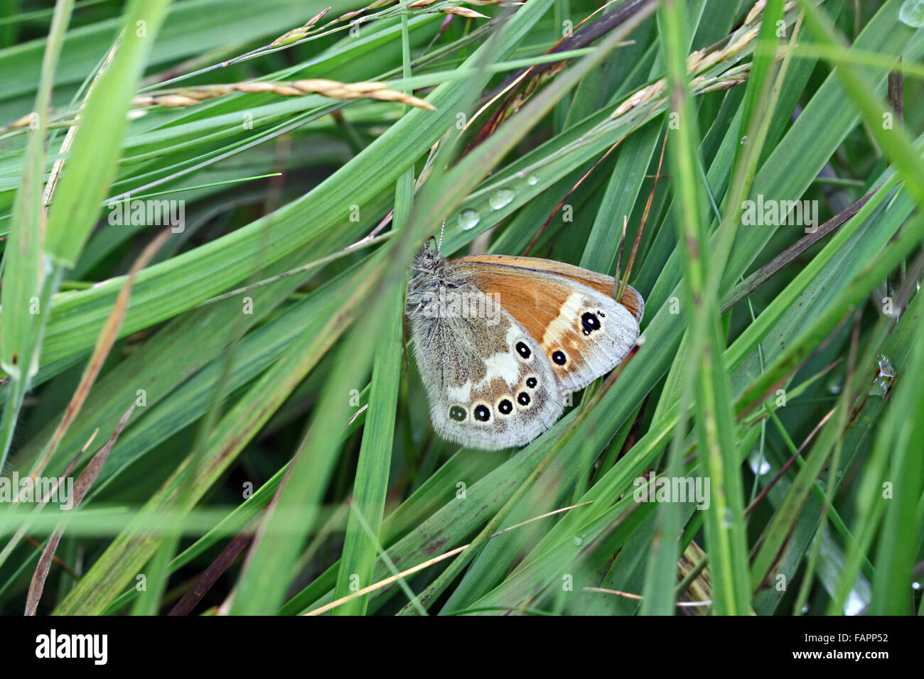 Grande farfalla di Heath Coenonympha tulila su Whixall muss riserva naturale inglese vicino Whitchurch in Shropshire Inghilterra Foto Stock