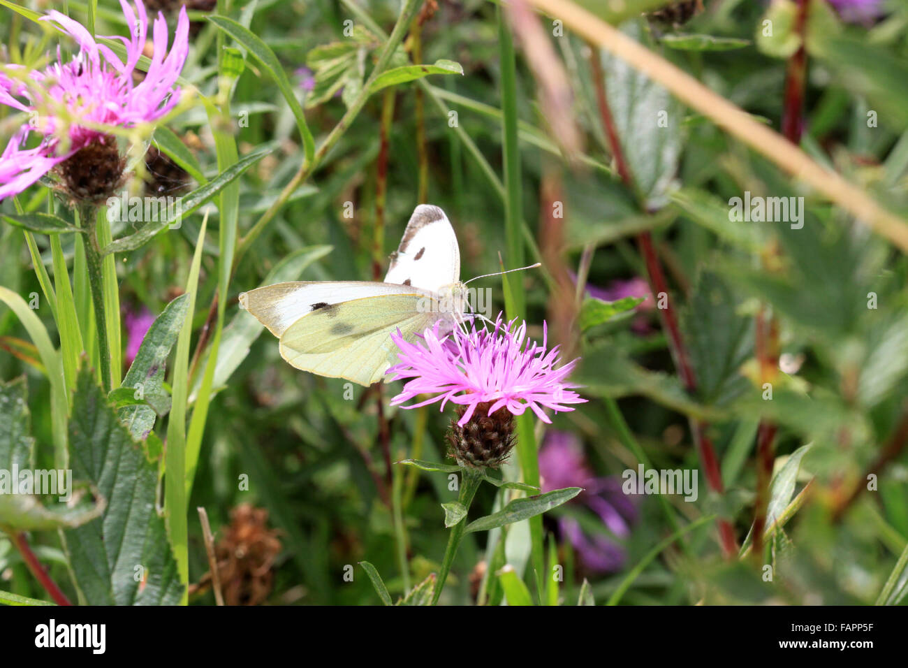Large White butterfly Sarcococca brassicaeon Fiordaliso sulla testa di fiori nella campagna inglese Foto Stock