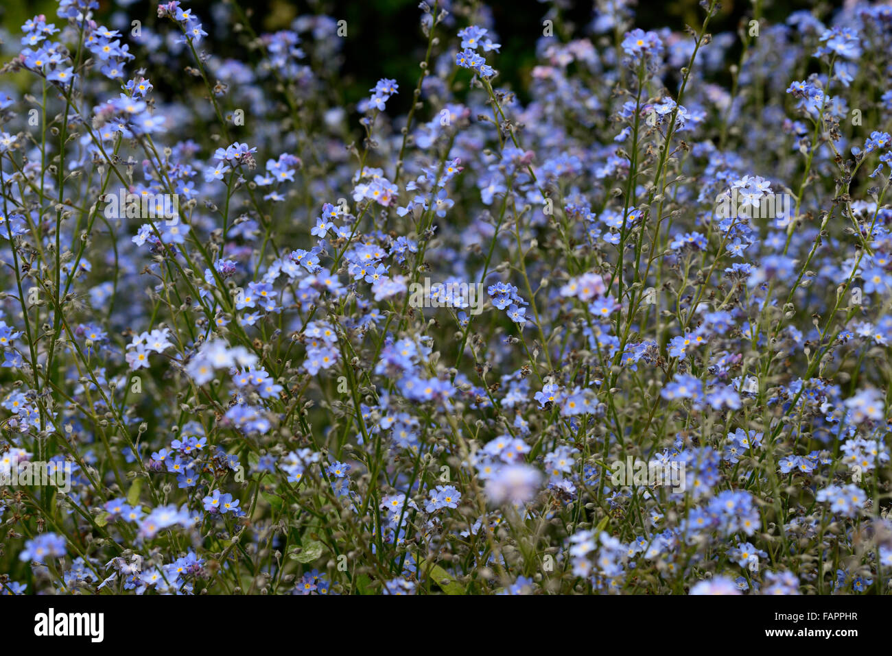Myosotis sylvatica victoria fiori blu fioritura Dimenticare me not mass ammassato tappeto floreale RM Foto Stock