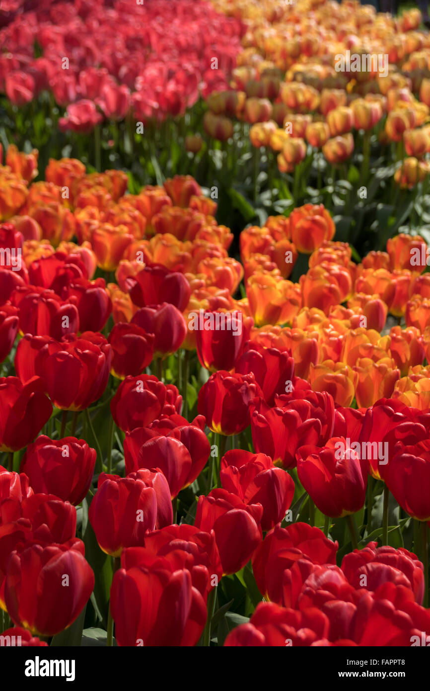 Bellissime aiuole di fiori con i tulipani soltanto. Foto Stock