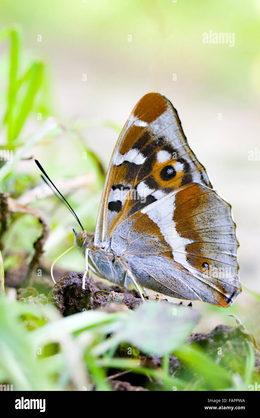 La parte inferiore di Viola imperatore butterfly Apatura iris al piano terra il percorso tenendo sali e nutrienti in boschi Fermyn riserva naturale Northhampton Foto Stock