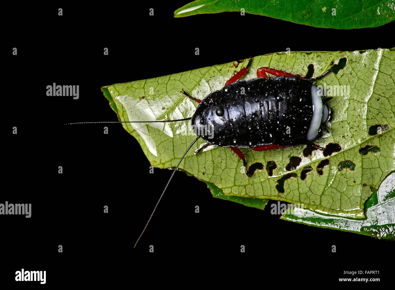Scarafaggio (Blattodea) Ninfa, Andino cloud forest, Mindo, Ecuador Foto Stock