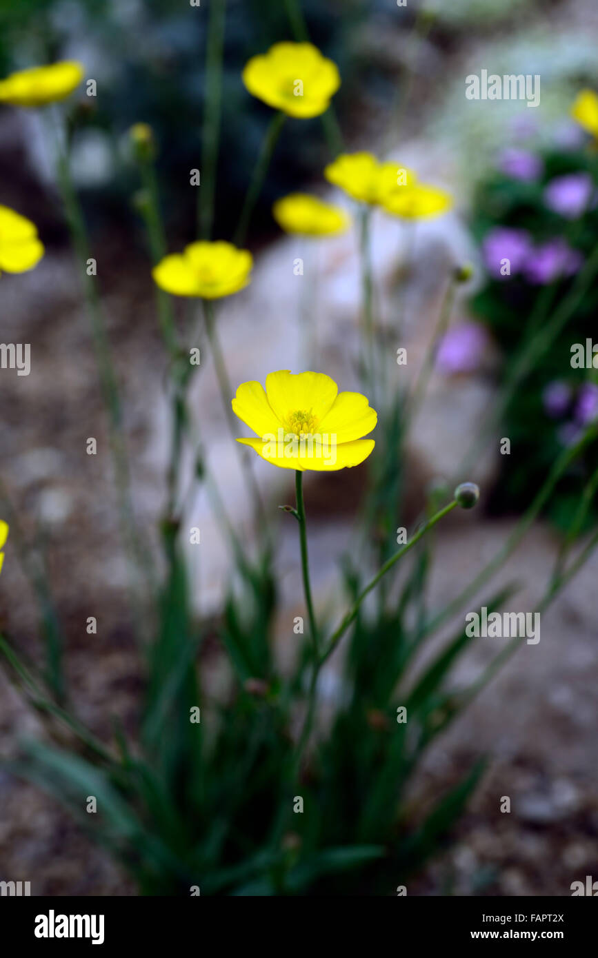 Ranunculus gramineus erba-lasciava ranuncolo giallo fiore fiori perenni di fioritura di fiori selvaggi floreale RM Foto Stock