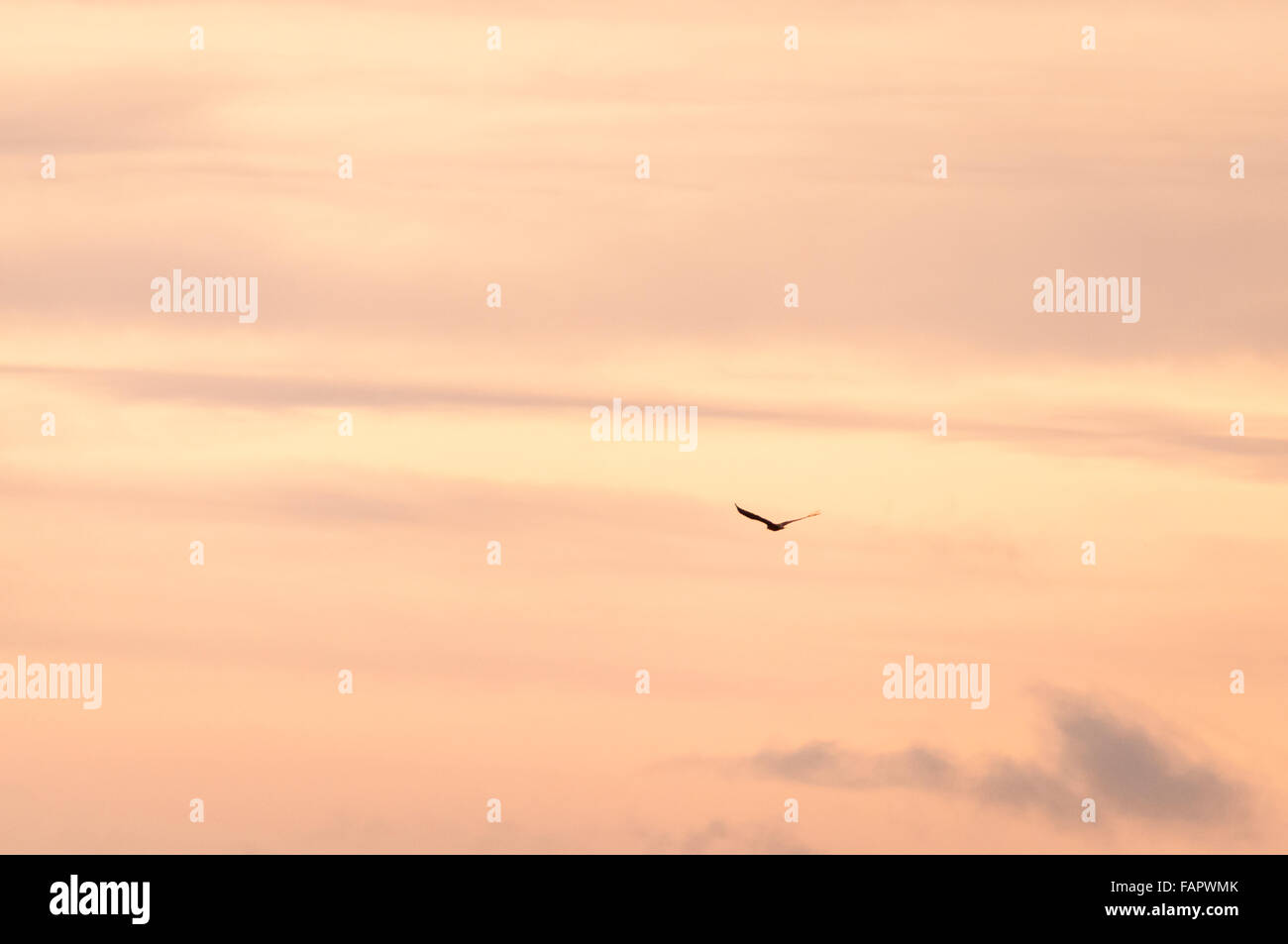 Un White Tailed Eagle, Haliaeetus albicilla, volare in un tramonto in inverno, a Ardnamurchan, Scozia Foto Stock