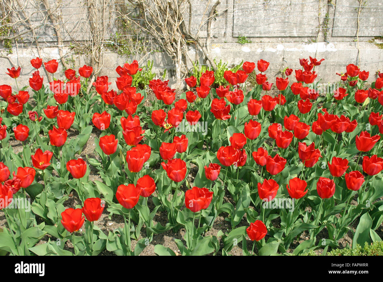 Tulipani rossi nel letto di fiori Foto Stock
