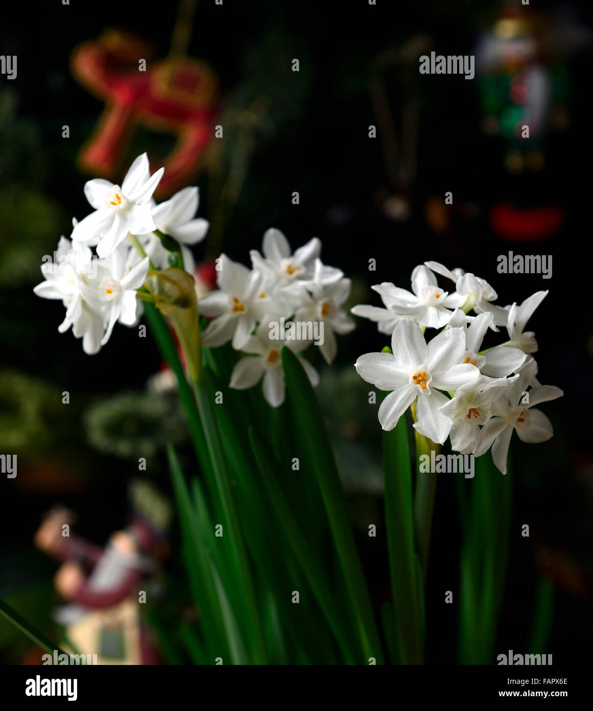 Pianta Fiori Bianchi Profumati.Narcissus Ziva Paperwhites Piante Fiori Bianchi Fioritura Di Bulbi