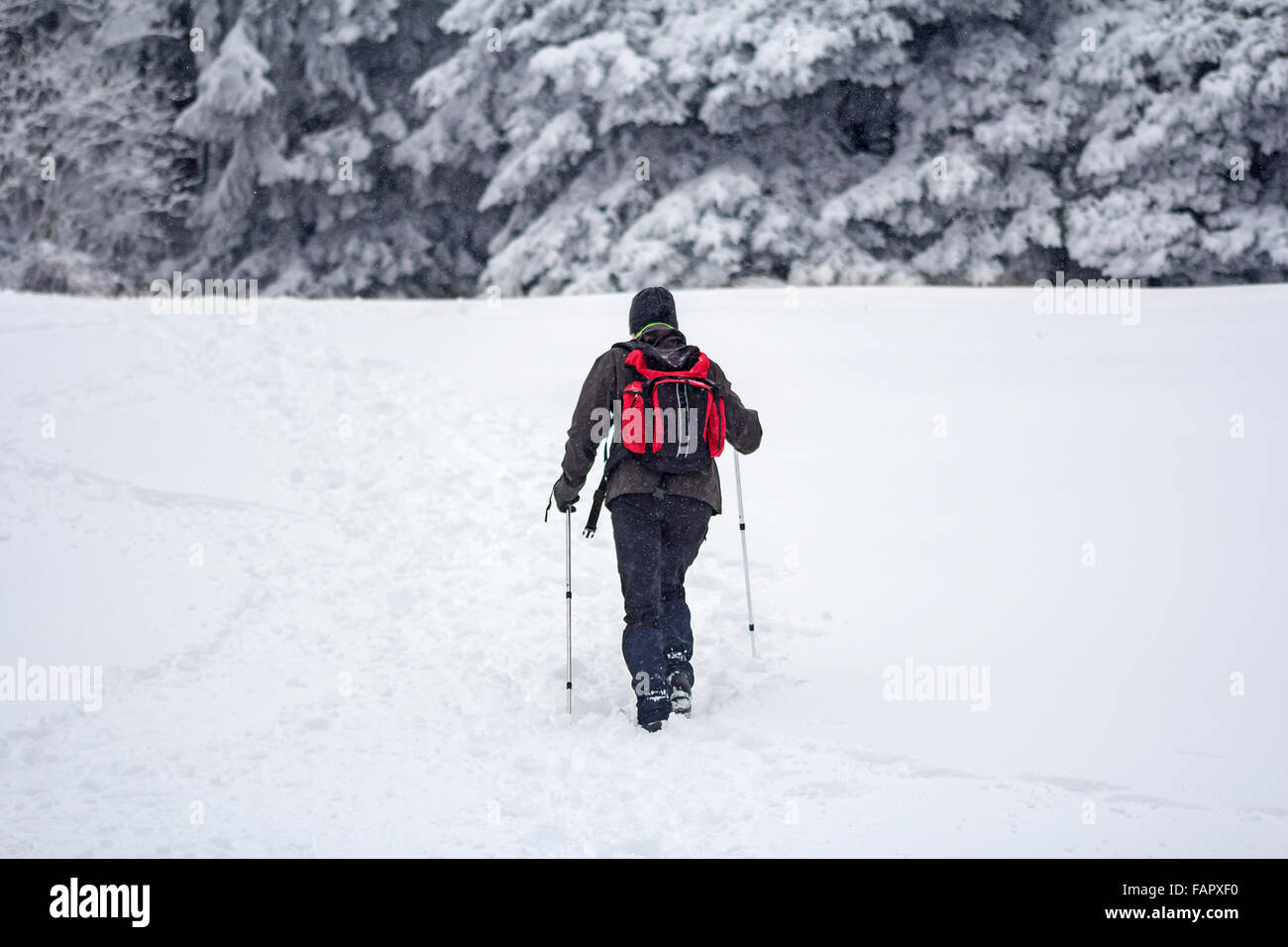 Alpinista uomo a camminare nella foresta di neve Foto Stock
