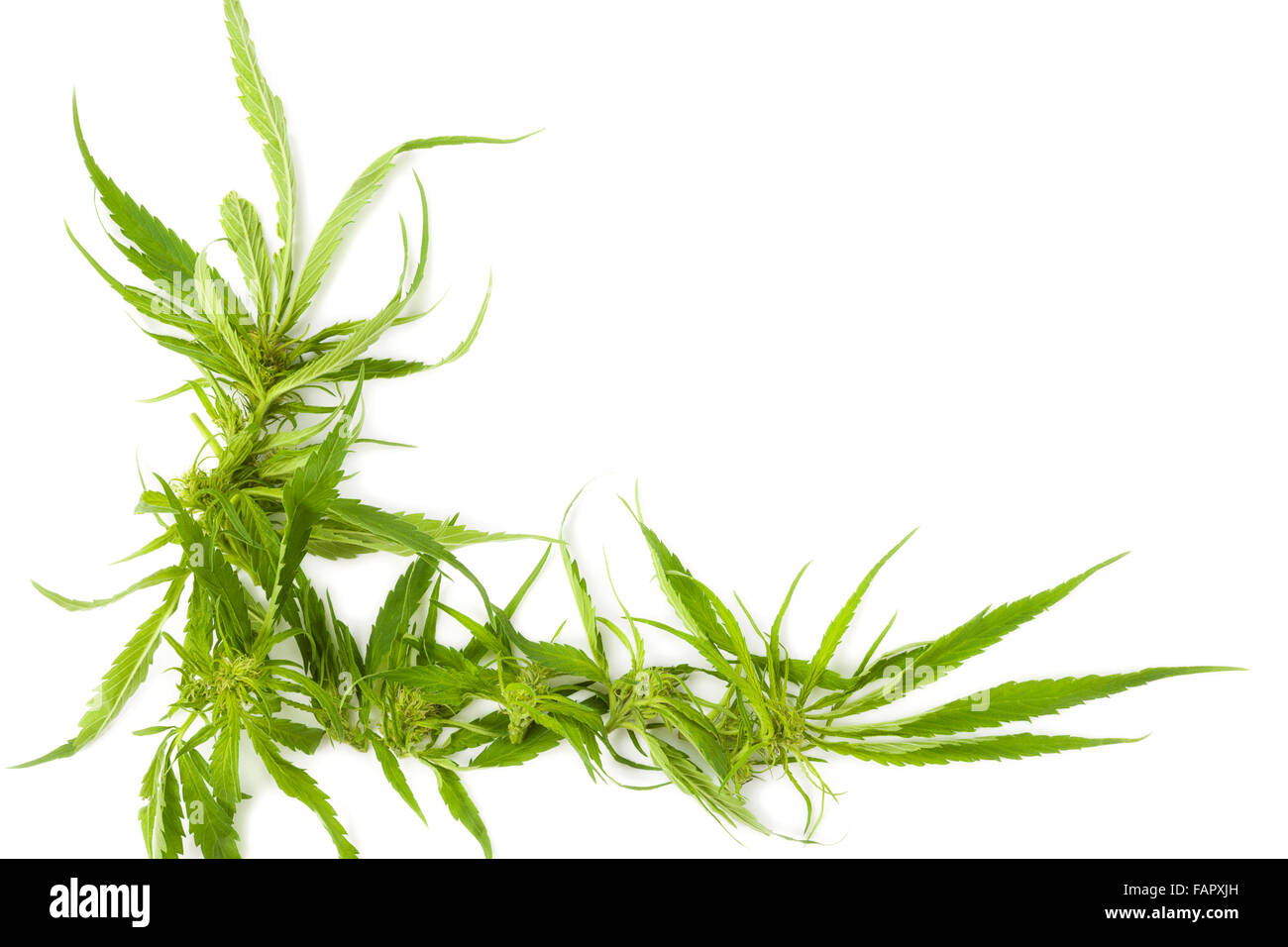 La Cannabis sfondo con copia spazio. Le gemme e le foglie su sfondo bianco, vista dall'alto. Foto Stock